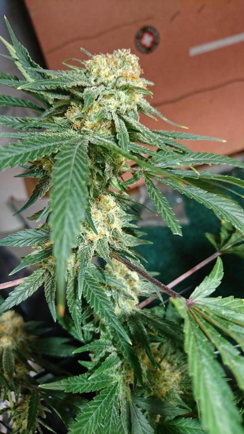 Critical Mass Nitro Vero 29 Pro 330W. Week 8