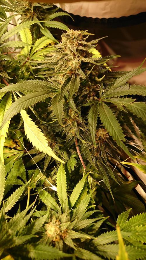 Critical Mass Nitro Vero 29 Pro 330W. Week 8