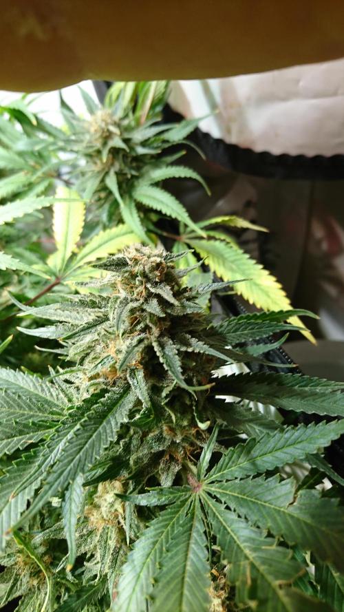 Critical Mass Nitro Vero 29 Pro 330W. Week 8