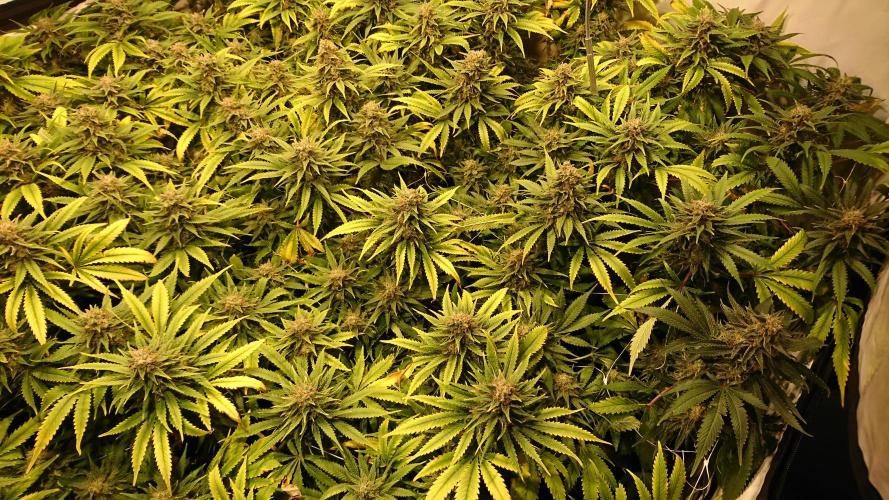 Critical Mass Nitro Vero 29 Pro 330W. Week 8