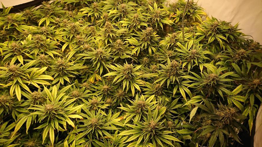 Critical Mass Nitro Vero 29 Pro 330W. Week 8