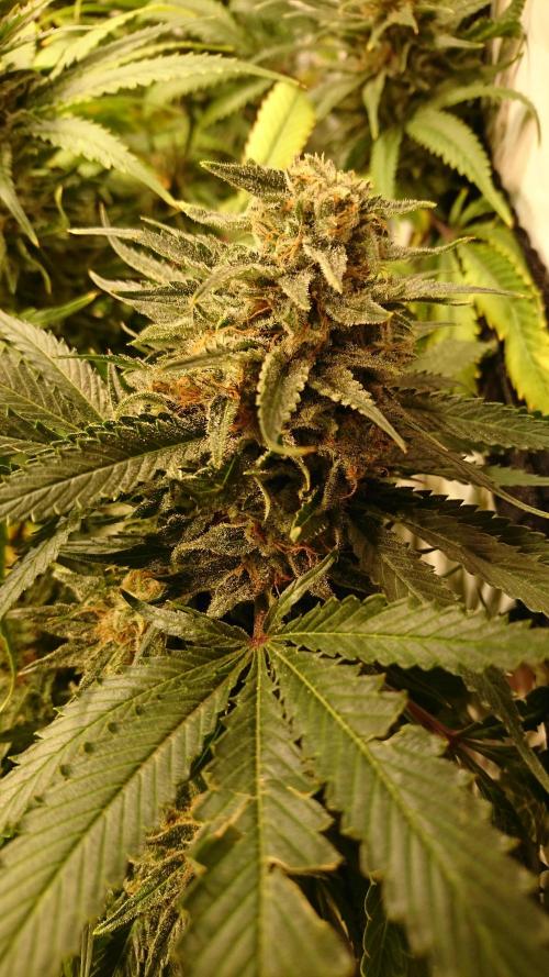 Critical Mass Nitro Vero 29 Pro 330W. Week 8