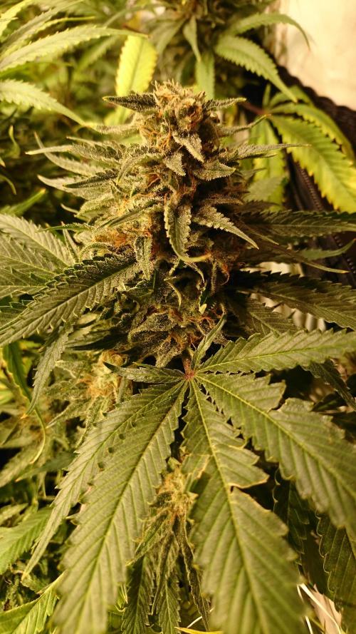 Critical Mass Nitro Vero 29 Pro 330W. Week 8