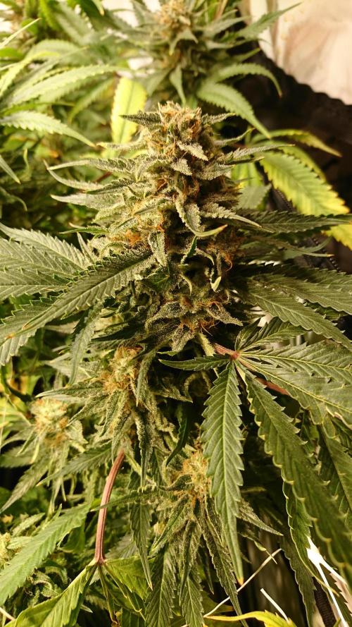 Critical Mass Nitro Vero 29 Pro 330W. Week 8