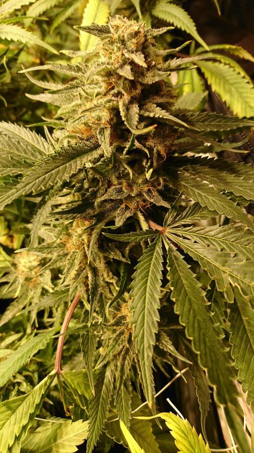 Critical Mass Nitro Vero 29 Pro 330W. Week 8