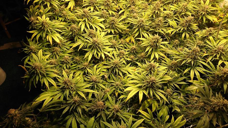 Critical Mass Nitro Vero 29 Pro 330W. Week 8