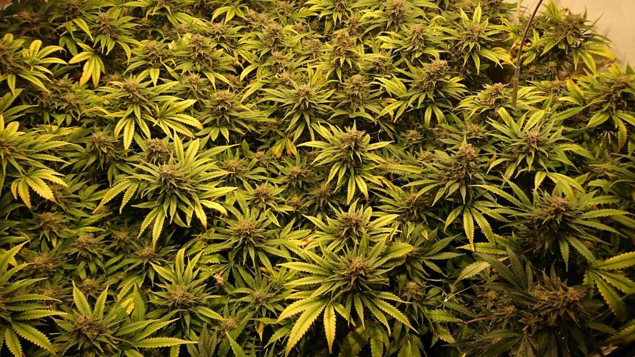 Critical Mass Nitro Vero 29 Pro 330W. Week 8