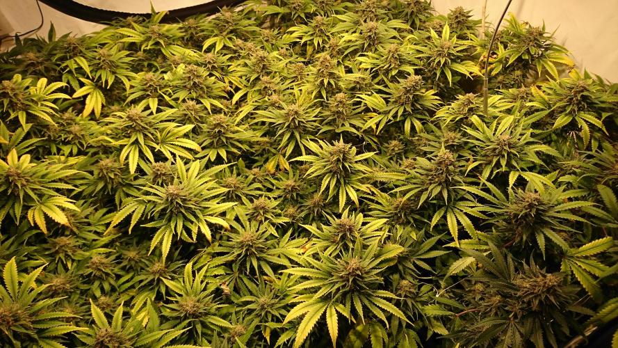 Critical Mass Nitro Vero 29 Pro 330W. Week 8