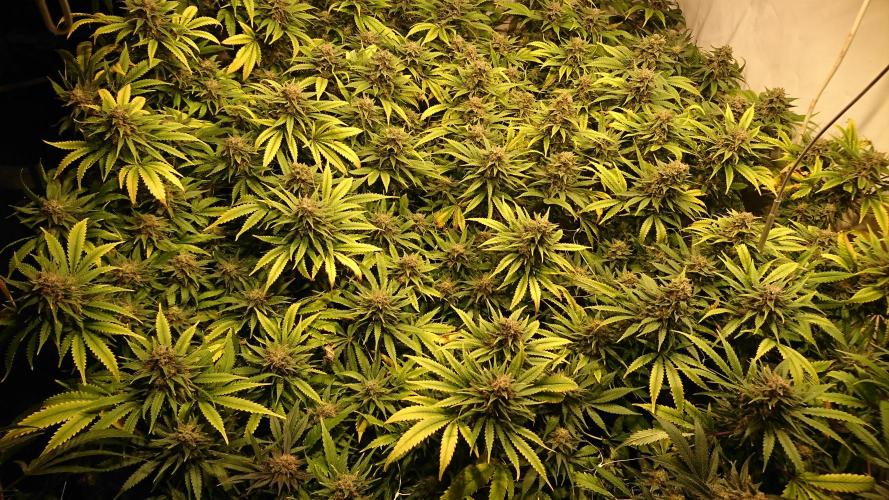 Critical Mass Nitro Vero 29 Pro 330W. Week 8