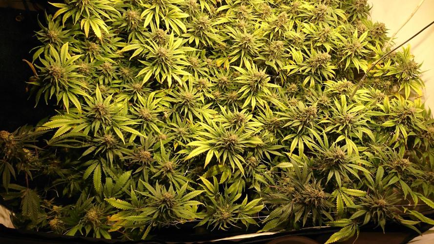 Critical Mass Nitro Vero 29 Pro 330W. Week 8