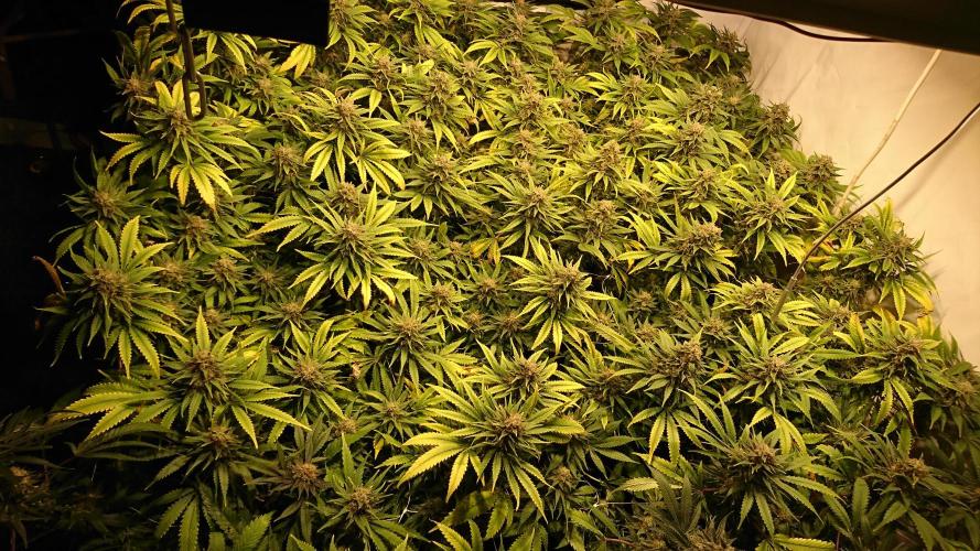 Critical Mass Nitro Vero 29 Pro 330W. Week 8