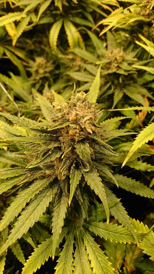 Critical Mass Nitro Vero 29 Pro 330W. Week 8