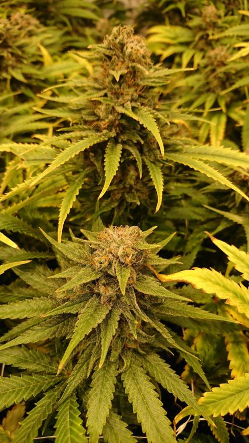 Critical Mass Nitro Vero 29 Pro 330W. Week 8