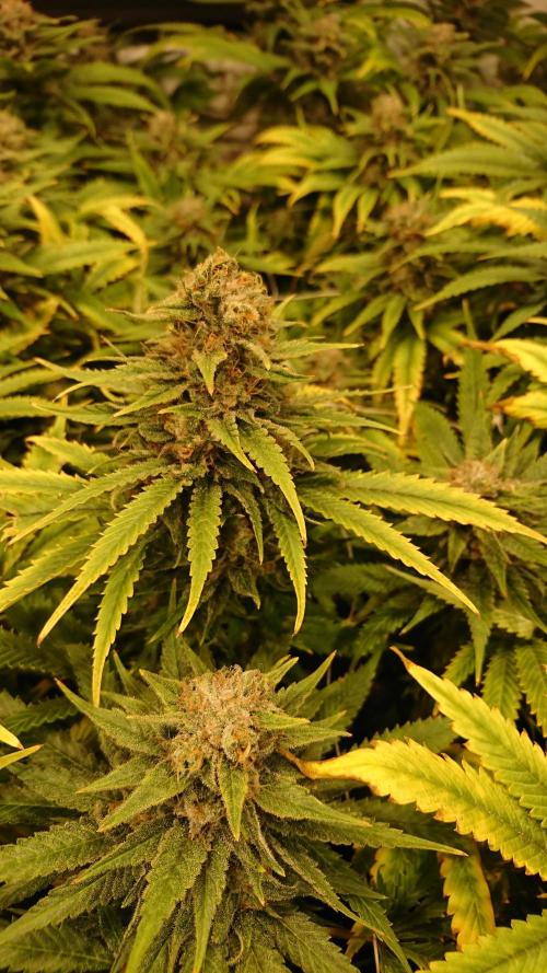 Critical Mass Nitro Vero 29 Pro 330W. Week 8