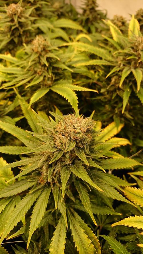 Critical Mass Nitro Vero 29 Pro 330W. Week 8