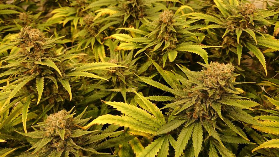 Critical Mass Nitro Vero 29 Pro 330W. Week 8