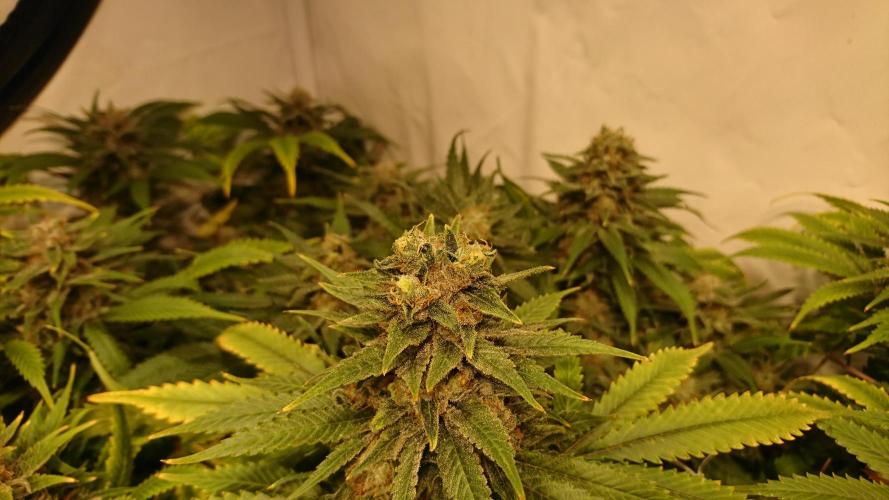 Critical Mass Nitro Vero 29 Pro 330W. Week 8