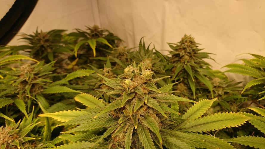 Critical Mass Nitro Vero 29 Pro 330W. Week 8