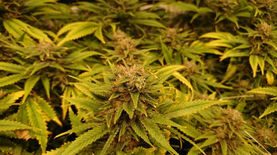 Critical Mass Nitro Vero 29 Pro 330W. Week 8