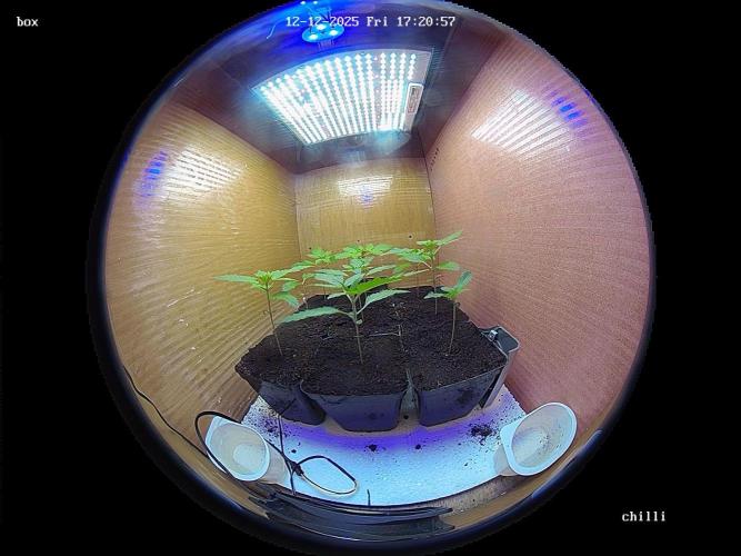 lemon z - cream caramel - kush mints ... Week 2