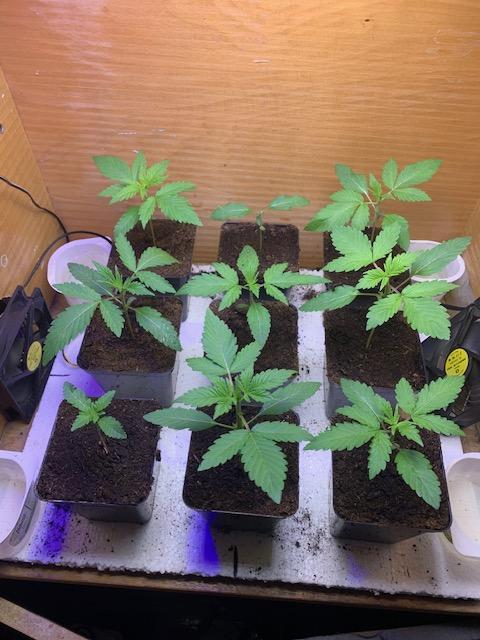 lemon z - cream caramel - kush mints ... Week 2