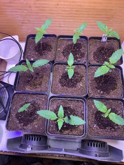 lemon z - cream caramel - kush mints ... Week 2