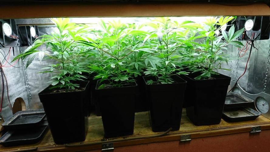 Jack Herer - clones. Week 3