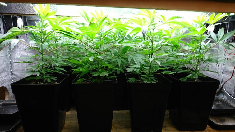 Jack Herer - clones. Week 3