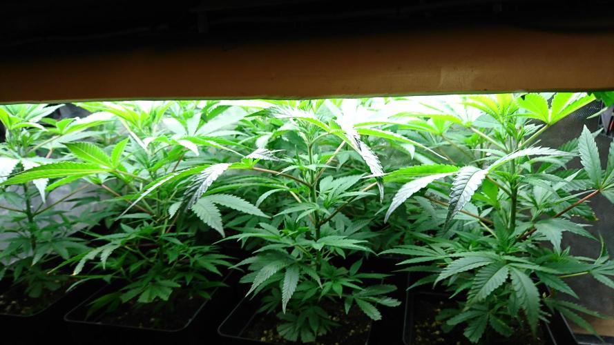 Jack Herer - clones. Week 3