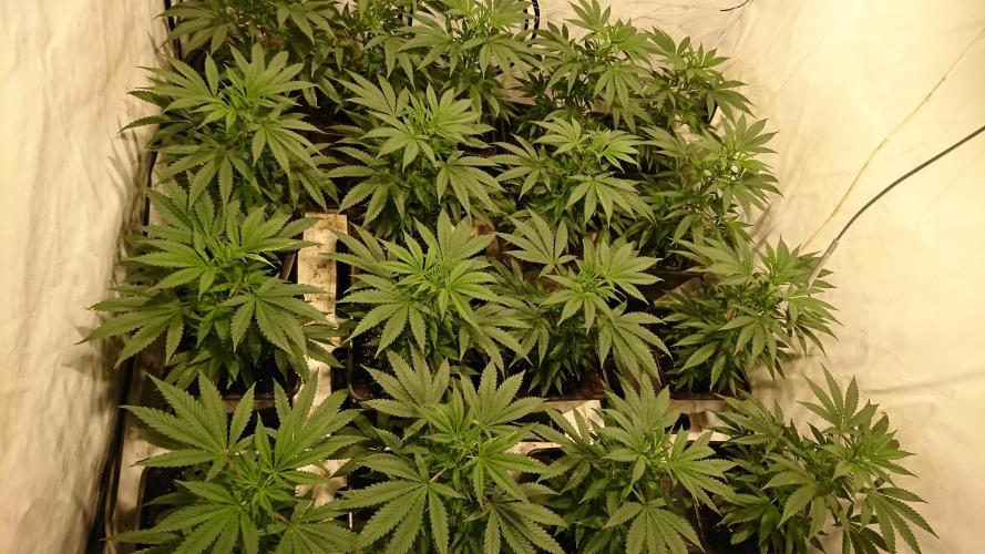 Jack Herer - clones. Week 4