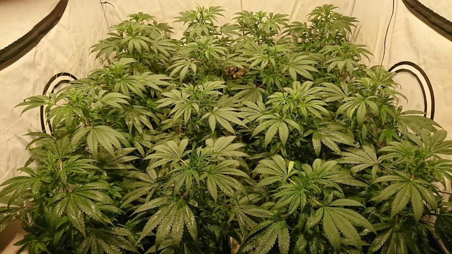 Jack Herer - clones. Week 4 - cat