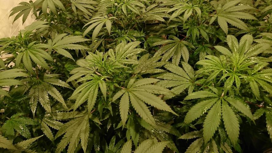 Jack Herer - clones. Week 4