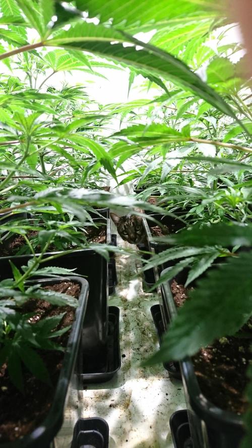 Jack Herer - clones. Week 4