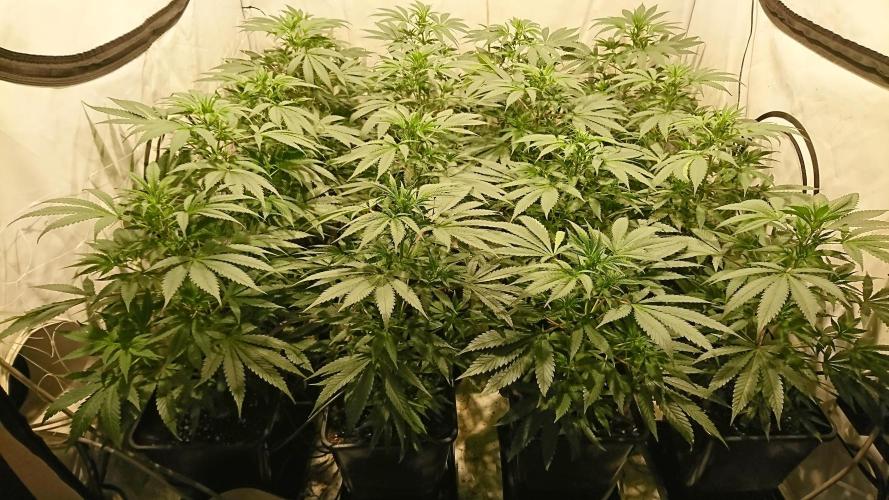 Jack Herer - clones. Week 5