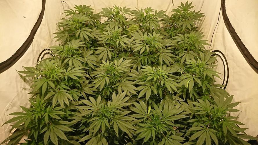 Jack Herer - clones. Week 5