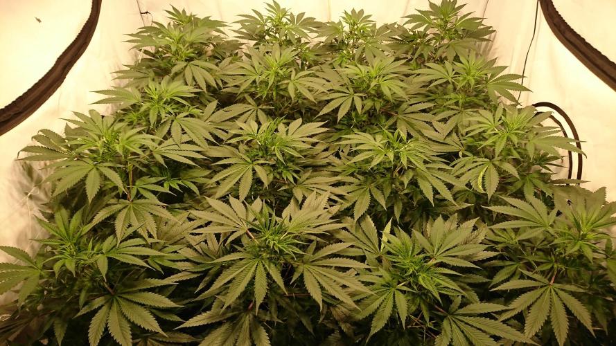 Jack Herer - clones. Week 5