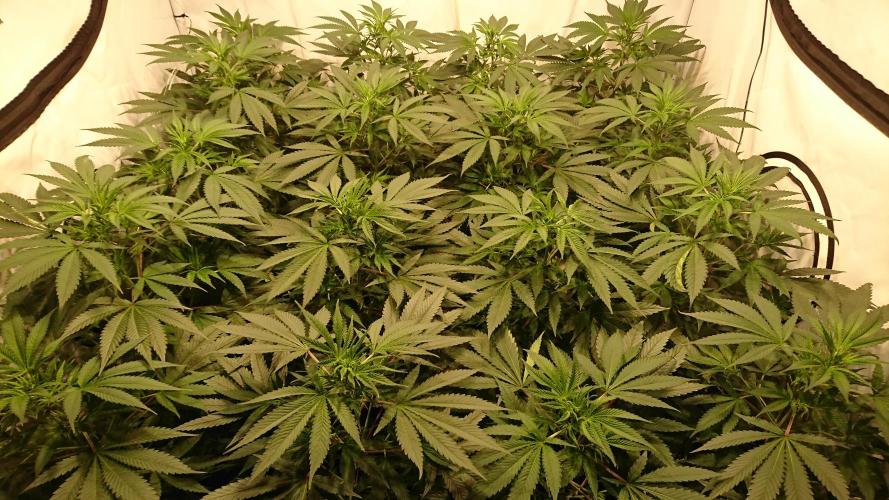 Jack Herer - clones. Week 5