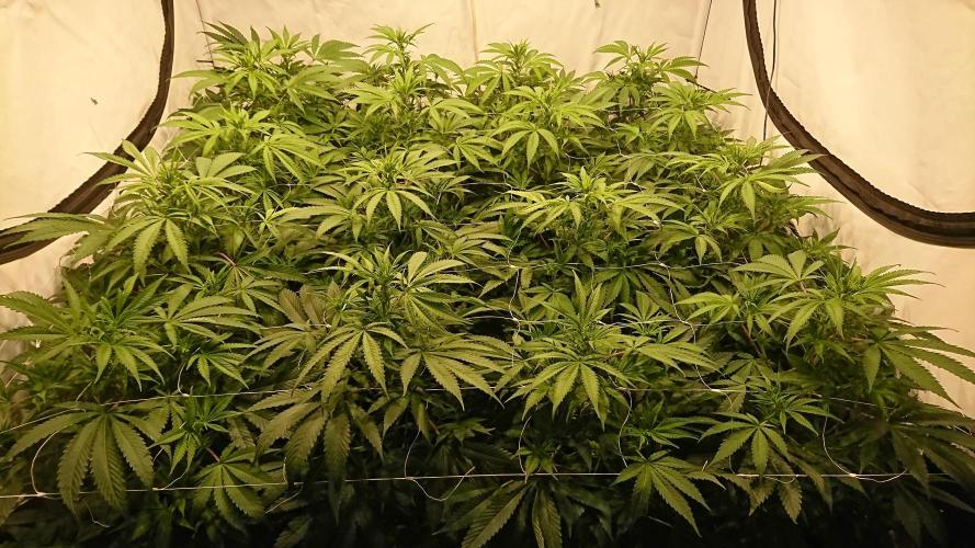 Jack Herer - clones. Week 6