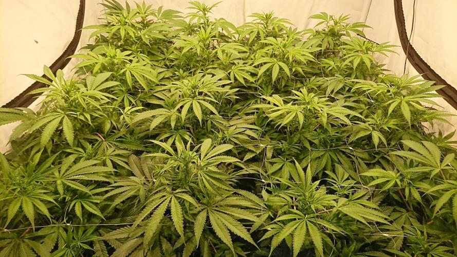 Jack Herer - clones. Week 6