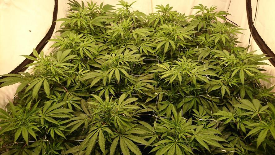 Jack Herer - clones. Week 6