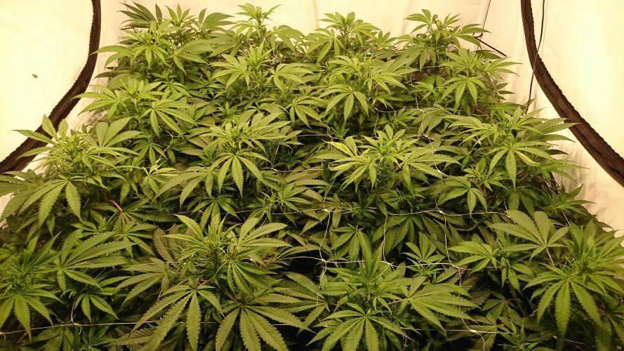 Jack Herer - clones. Week 6