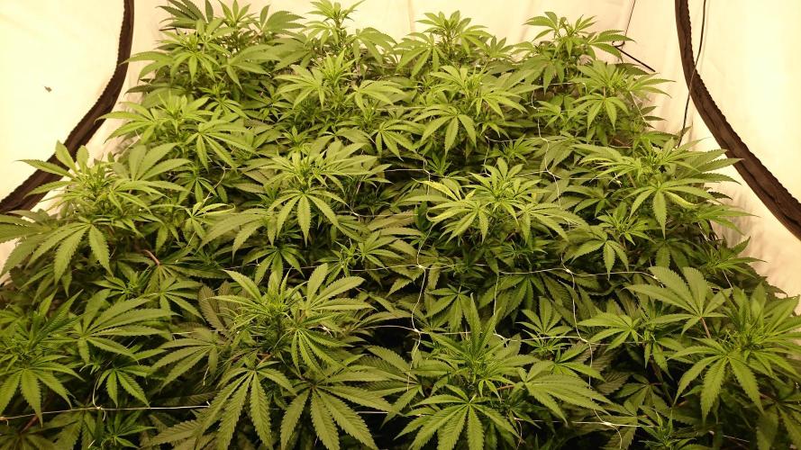 Jack Herer - clones. Week 6