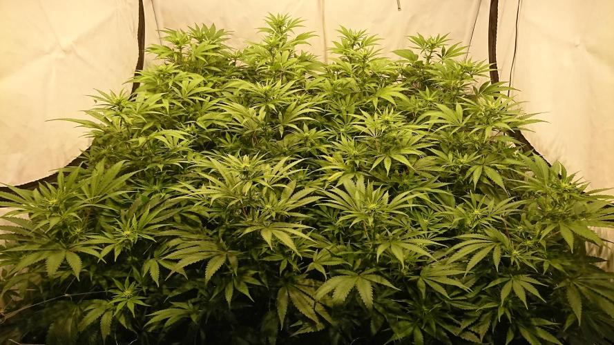 Jack Herer - clones. Week 7