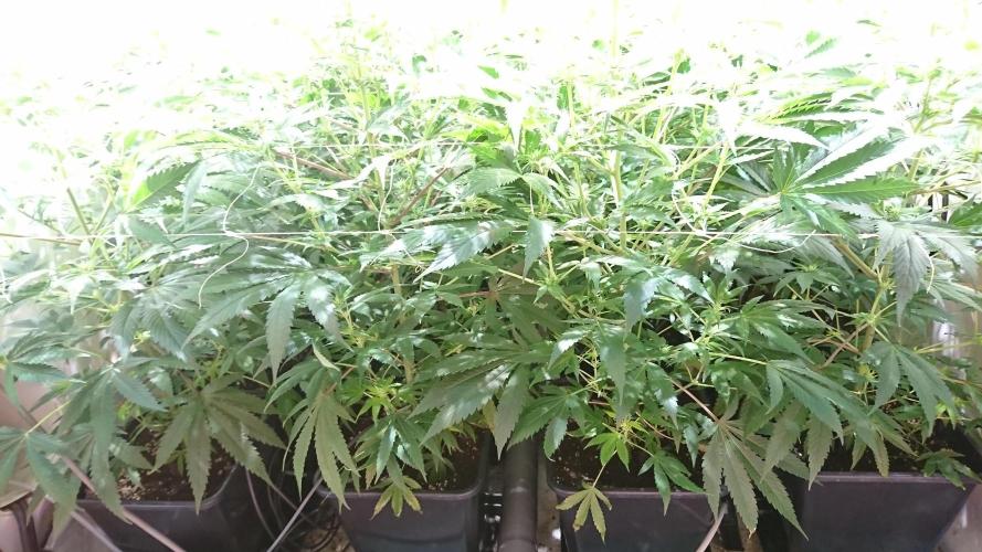 Jack Herer - clones. Week 7