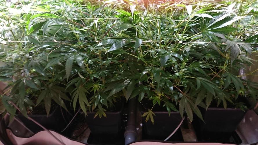 Jack Herer - clones. Week 7