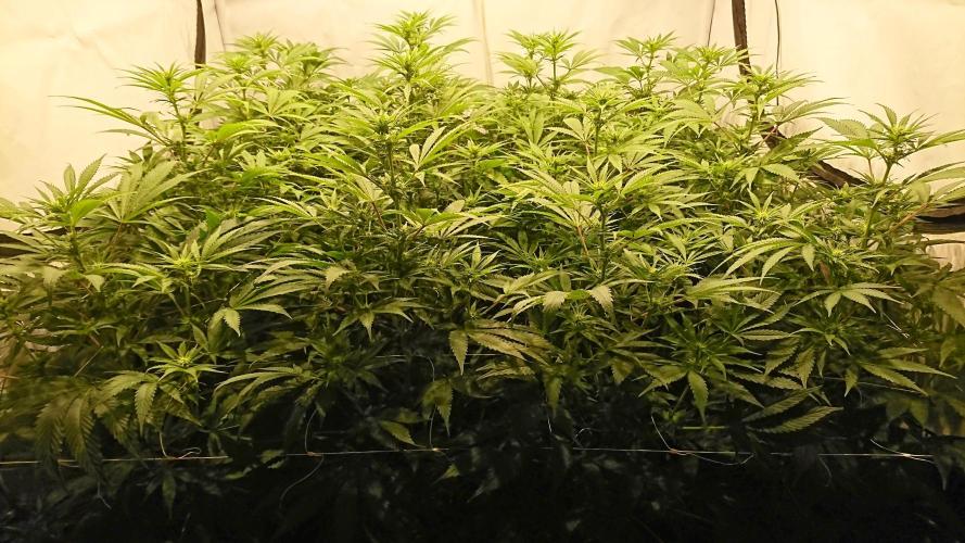 Jack Herer - clones. Week 7