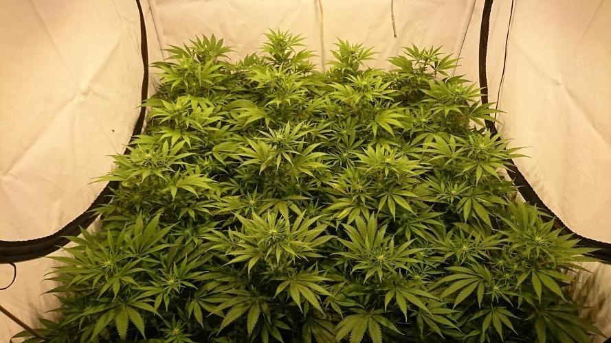 Jack Herer - clones. Week 7