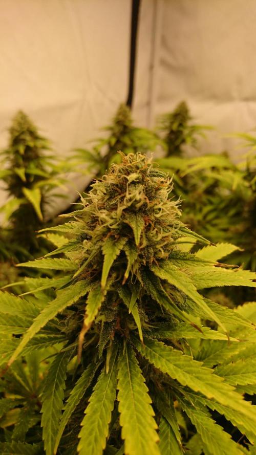 Jack Herer - clones. Week 12