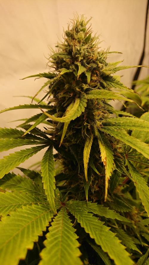 Jack Herer - clones. Week 12