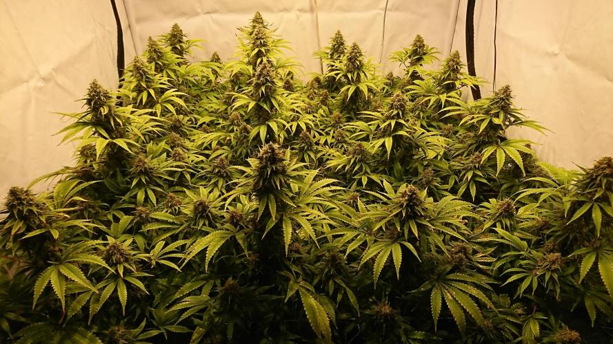 Jack Herer - clones. Week 13